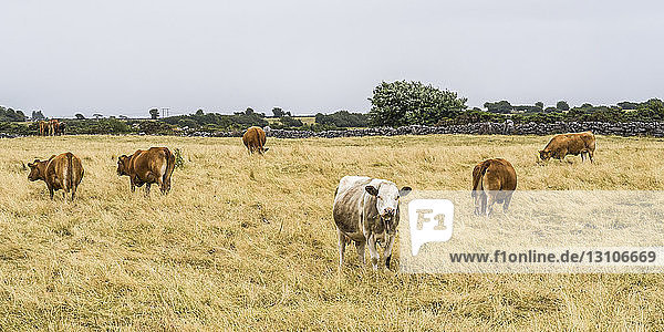 Eine Kuhherde weidet auf einer Wiese; Headford  Grafschaft Galway  Irland