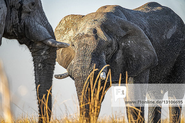 Elefanten nach dem Spielen im Schlamm bei Sonnenuntergang; Botswana