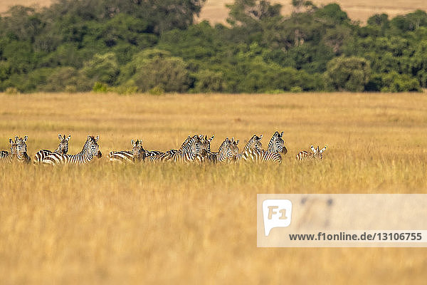 Löwe (Panthera Leo) versteckt sich im langen Gras und beobachtet eine Zebraherde (Equus quagga)  Maasai Mara National Reserve; Kenia
