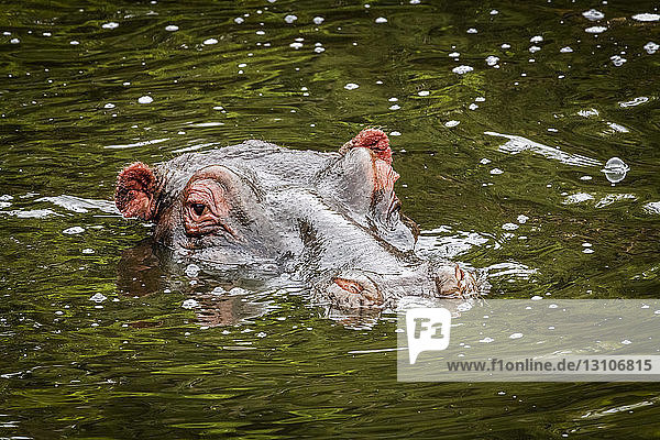 Kopf eines Flusspferdes (Hippopotamus amphibius)  das die Kamera im Wasser betrachtet  Maasai Mara National Reserve; Kenia