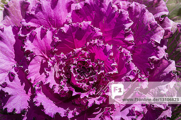 Detail von Blättern einer Salatpflanze  die eine leuchtend violette Farbe haben; Palmer  Alaska  Vereinigte Staaten von Amerika