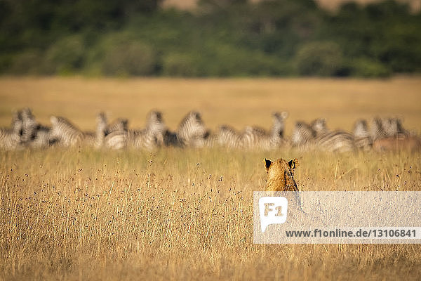 Löwe (Panthera leo) sitzt im langen Gras und beobachtet Zebras (Equus quagga)  Maasai Mara National Reserve; Kenia
