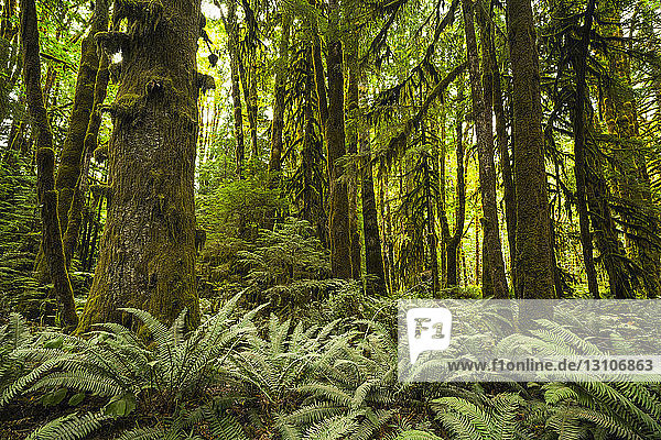 Moss-covered trees and ferns in a rainforest near Lake Cowichan; British Columbia  Canada