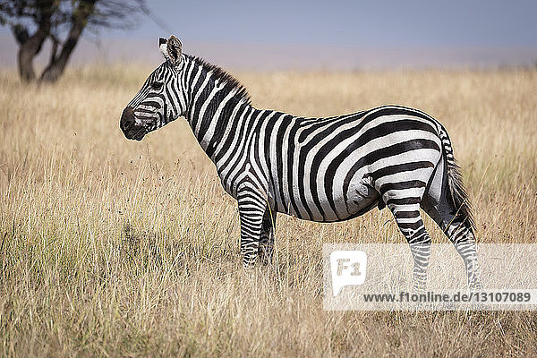 Steppenzebra (Equus quagga burchellii) steht im Gras in der Nähe eines Baumes  Maasai Mara National Reserve; Kenia