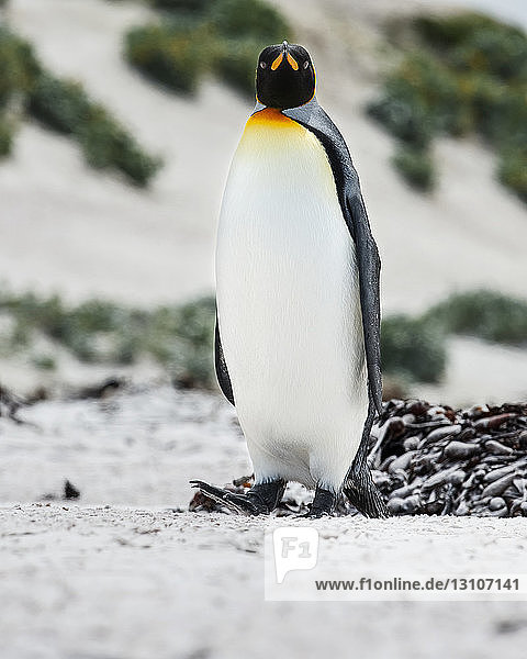 Königspinguin (Aptenodytes patagonicus); Volunteer Point  Falklandinseln