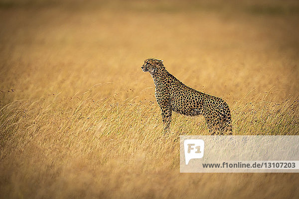 Gepard (Acinonyx jubatus) steht auf einem Hügel im langen Gras  Maasai Mara National Reserve; Kenia