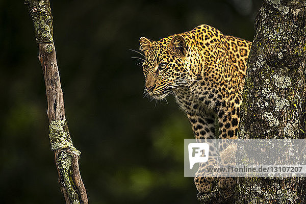Leopard (Panthera pardus) blickt durch flechtenbedeckte Äste  Maasai Mara National Reserve; Kenia