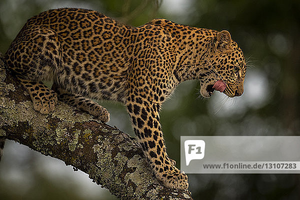 A leopard (Panthera pardus) stands in a tree that is covered in lichen. It has black spots on its brown fur coat and is licking it's lips  Maasai Mara National Reserve; Kenya