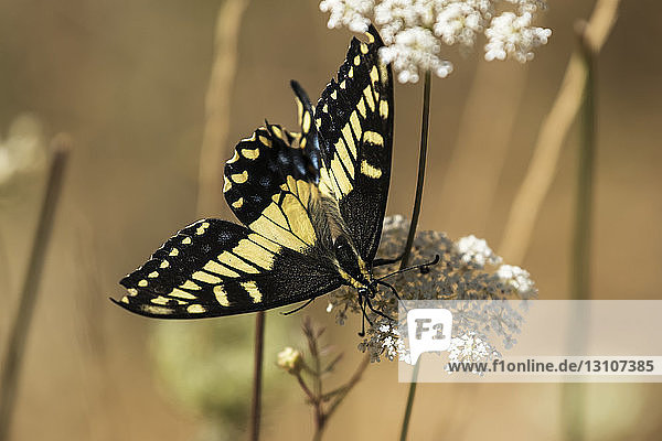 Auf einer Blume ruhender Schmetterling  Cascade Siskiyou National Monument; Ashland  Oregon  Vereinigte Staaten von Amerika