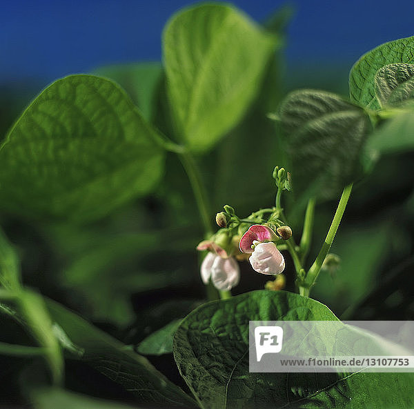 Agriculture - Closeup of Cranberry dry bean blossoms / Ontario Canada.