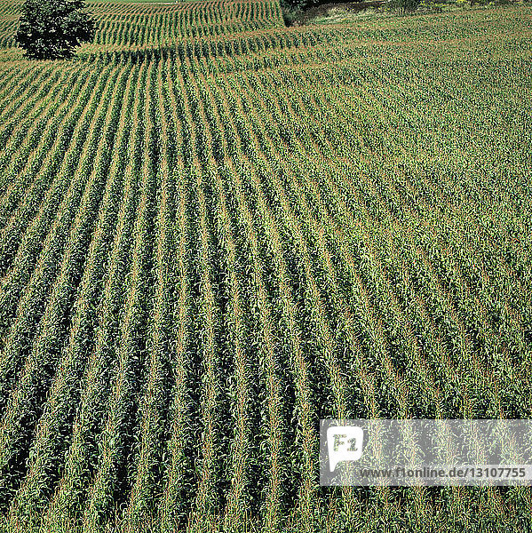 Agriculture - High angle view of a rolling field of mid growth fully tasseled grain corn plants / Ontario Canada.