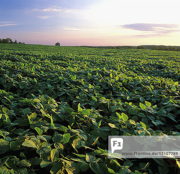 Landwirtschaft - Feld mit mittelgroßen Sojabohnen im späten Nachmittagslicht / Ontario  Kanada.