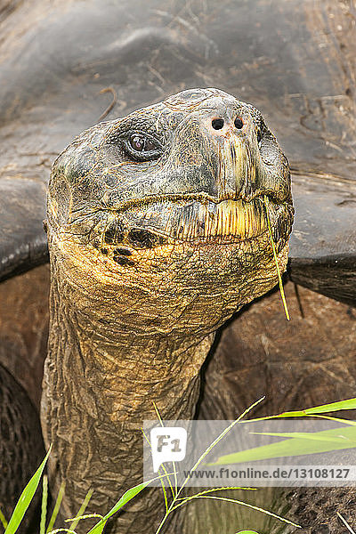 Giant tortoise (Chelonoidis nigra) are the largest living species of tortoise that can grow up to 880 pounds and reach more than 6 feet in length; Santa Cruz Island  Galapagos Islands  Ecuador