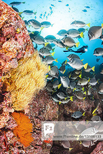 Gelbschwanz-Doktorfisch-Schwarm (Prionurus laticlavius) und ein Taucher mit gelbem Polypen  schwarzer Koralle und Gorgonienfächer; Santa Fe Insel  Galapagos Archipel  Ecuador