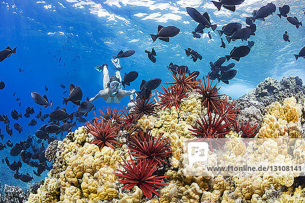 Slate pencil sea urchins (Heterocentrotus mammillatus) colour the foreground of this Hawaiian reef scene with a young woman free diving with black triggerfish (Melichthys niger)  Molokini Marine Preserve off the island of Maui; Maui  Hawaii  United States of America