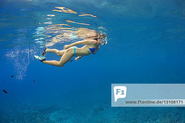 A young lady free diving off Molokini Marine Preserve off the island of Maui; Maui  Hawaii  United States of America