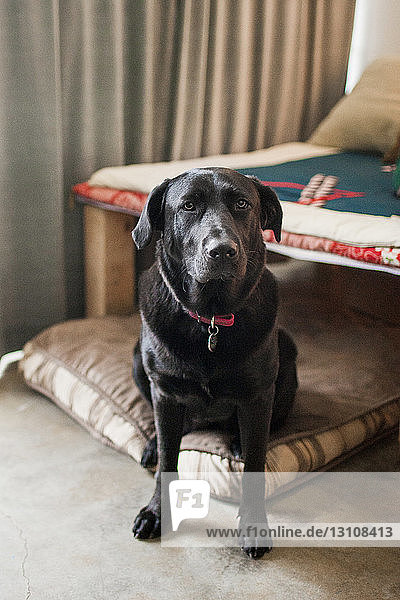 Nahaufnahme eines zu Hause sitzenden schwarzen Labrador Retrievers