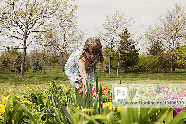 Süßes Mädchen pflückt frische Blumen vom Feld