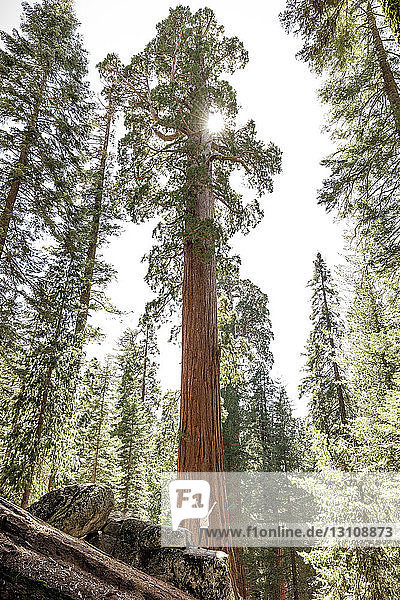 Fernansicht einer Frau  die mit ausgestreckten Armen an einem riesigen Baumstamm im Sequoia-Nationalpark steht