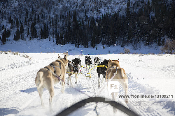 Rückansicht von Schlittenhunden beim Schlittenziehen in verschneiter Landschaft