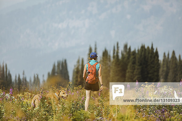 Rückansicht einer Frau mit Rucksack beim Spaziergang mit Hund auf dem Feld
