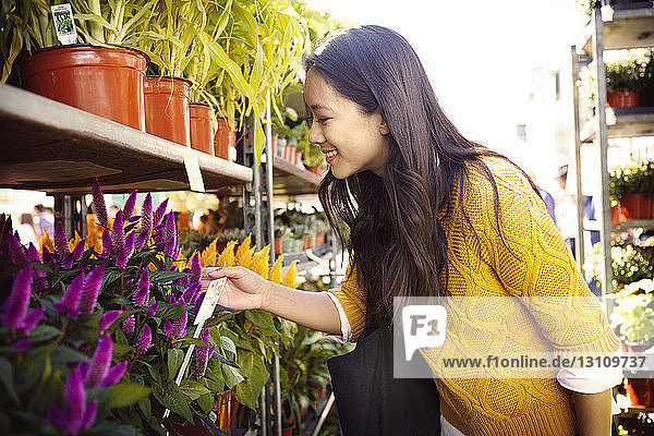 Woman examining pink flower plants at stall
