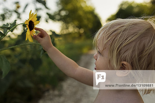 Close-up of boy touching sunflower while standing on field