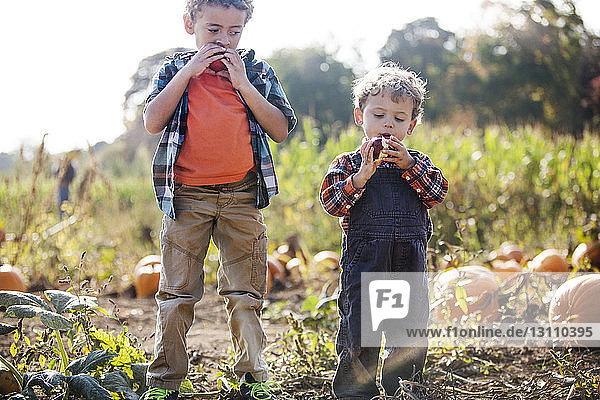 Brothers eating apple while standing on field