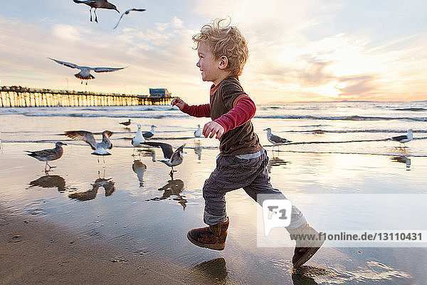 Happy girl playing with seagulls at beach against sky during sunset