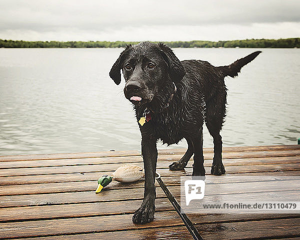 Wet dog on pier against lake