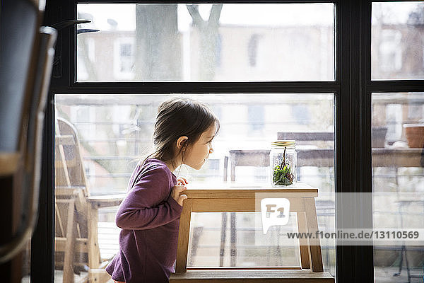 Seitenansicht eines Mädchens  das einen Krug auf dem Tisch gegen das Fenster schaut