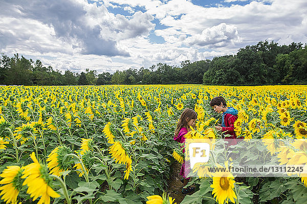 Geschwister stehen bei Sonnenblumen auf dem Bauernhof vor bewölktem Himmel