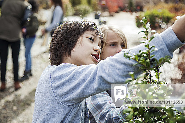 Curious boys examining plants during field trip