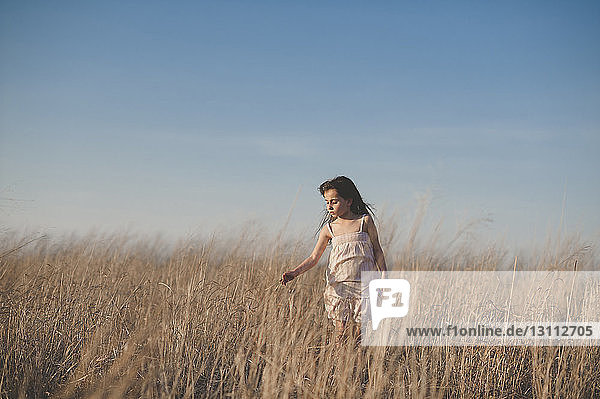 Girl touching dry grass while walking on field against blue sky