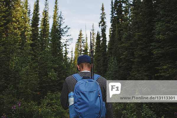 Rear view of hiker with backpack exploring forest