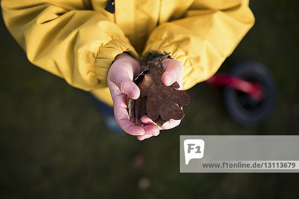 Low section of girl holding dry leaves in hands