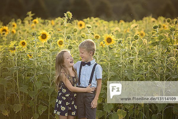 Fröhliche Schwester steht dem Bruder gegen Sonnenblumen auf dem Feld zur Seite