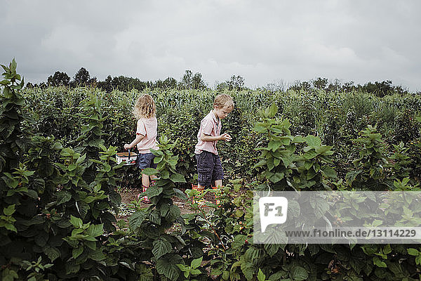Siblings picking fruits at farm against cloudy sky