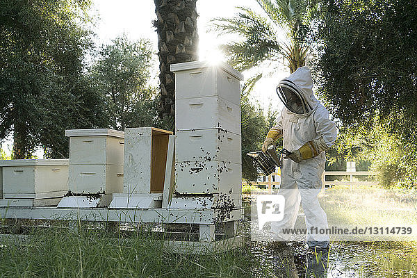 Imker  der während der Arbeit Bienenrauchraucher am Bienenstock einsetzt