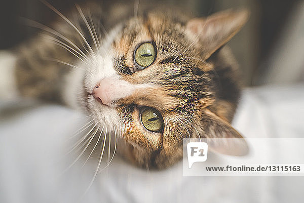 Nahaufnahme-Porträt einer Katze  die zu Hause auf dem Bett liegt