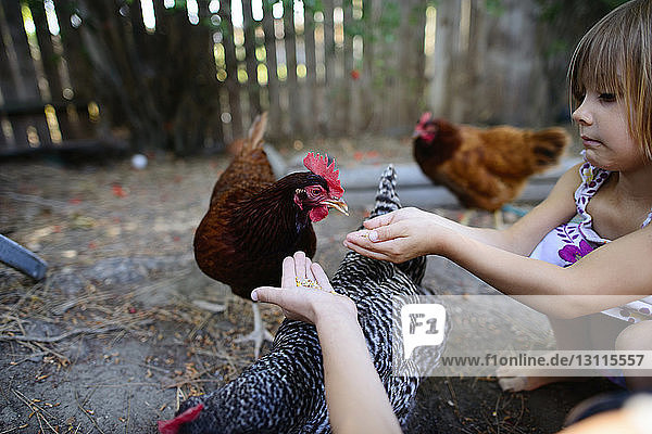 Sisters feeding hens on farm