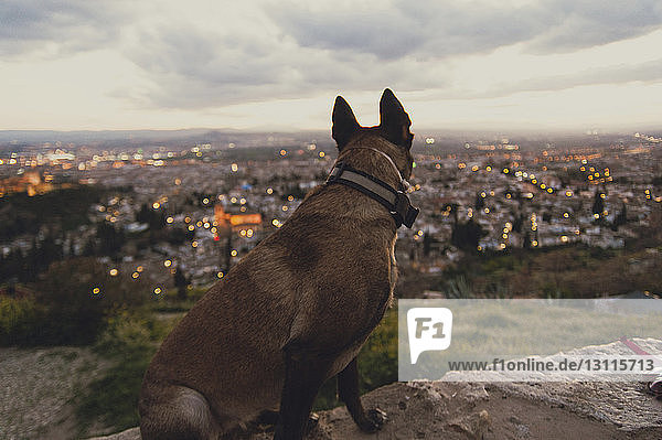 Seitenansicht eines Hundes der auf einer Stützmauer gegen die Stadt sitzt
