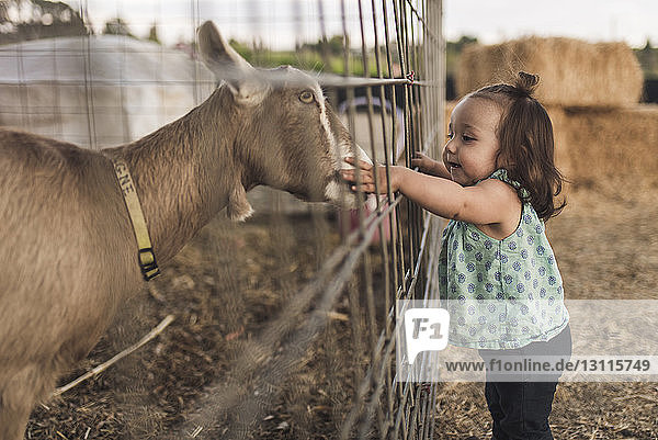Side view of baby girl touching goat in animal pen