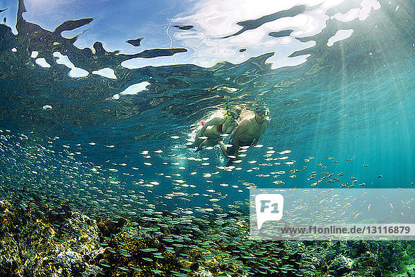Low angle view of couple snorkeling under sea