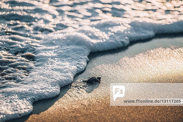 Hochwinkelaufnahme einer Schildkröte  die sich bei Sonnenschein am Strand bewegt
