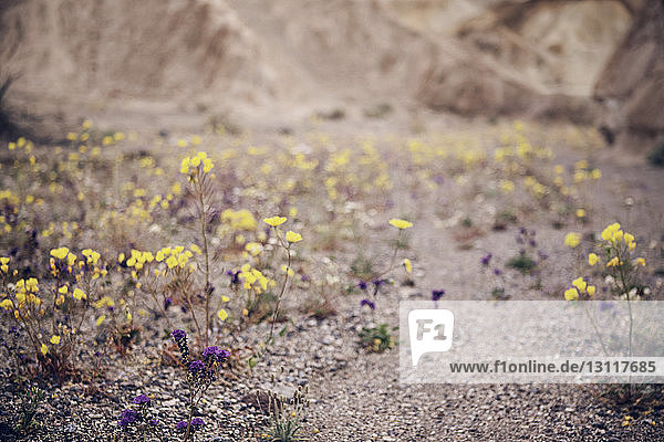 Blumen wachsen auf dem Feld im Death Valley National Park