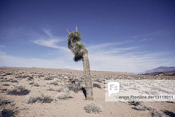 Baum auf dem Feld im Death Valley National Park gegen blauen Himmel