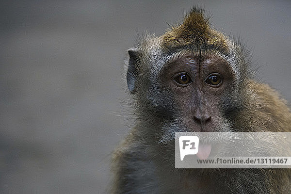 Nahaufnahme-Porträt eines Affen mit herausgestreckter Zunge