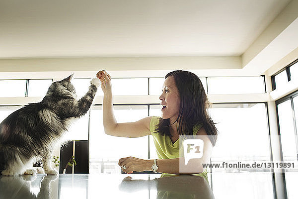 Frau spielt an einem sonnigen Tag zu Hause mit Katze