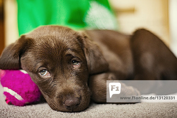 Schokoladen-Labrador-Welpe  der zu Hause auf dem Boden liegt